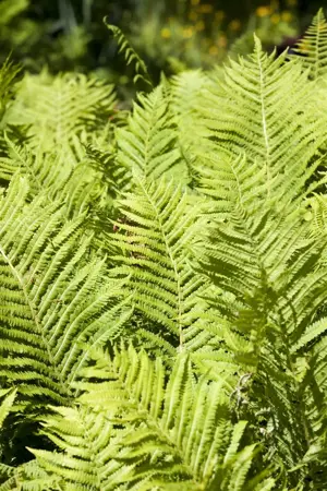 Blechnum spicant - 2 Ltr pot - image 4