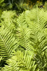 Blechnum spicant - 2 Ltr pot - image 4