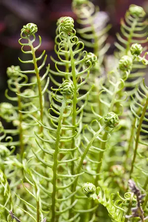 Blechnum spicant - 30-40 CM C10 - image 5
