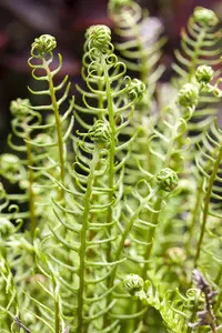 Blechnum spicant - 30-40 CM C10 - image 5