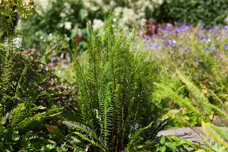 Blechnum spicant - 30-40 CM C10 - image 1