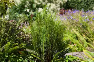Blechnum spicant - 30-40 CM C10 - image 1