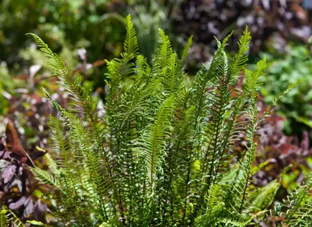 Blechnum spicant - 2 Ltr pot - image 3