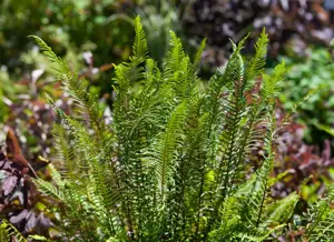 Blechnum spicant - 2 Ltr pot - image 3