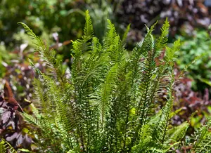 Blechnum spicant - 30-40 CM C10 - image 3