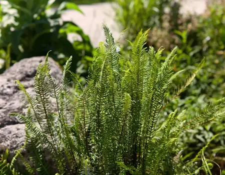 Blechnum spicant - 2 Ltr pot - image 2