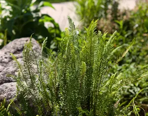Blechnum spicant - 30-40 CM C10 - image 2
