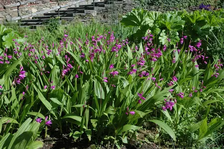 Bletilla striata - P9 - image 2