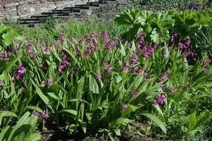 Bletilla striata - P9 - image 2