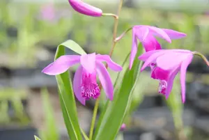 Bletilla striata 'Variegata'