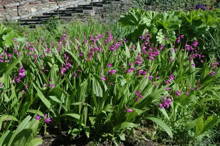 Bletilla striata 'Variegata' - P9 - image 2