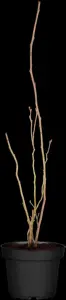 BLUEBERRY BLUECROP 3L - image 2