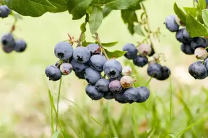 BLUEBERRY DUKE