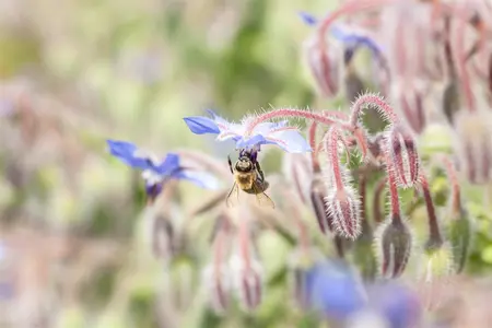 Borago officinalis - P9 - image 2