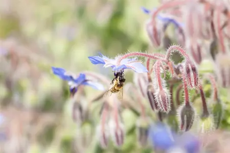 Borago officinalis - P9 - image 3