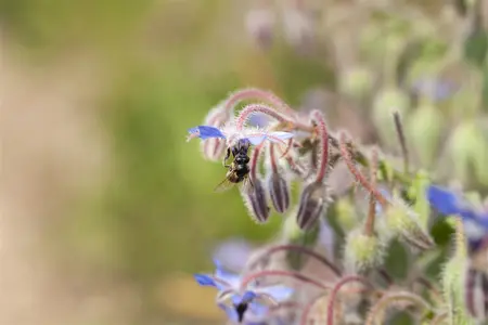 Borago officinalis - P9 - image 4