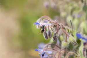 Borago officinalis - P9 - image 4