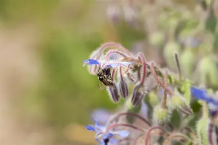 Borago officinalis - P9 - image 5