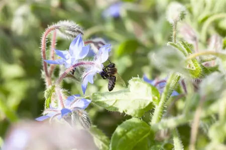 Borago officinalis - P13 - image 1