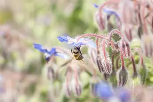 Borago officinalis - P13 - image 2
