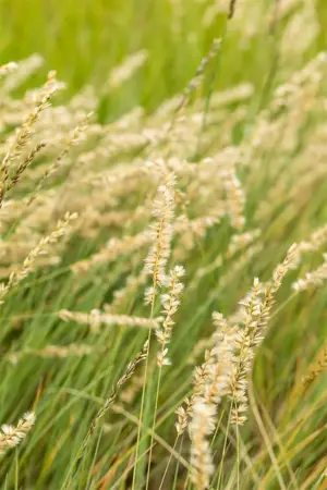 Bouteloua gracilis - 2 Ltr pot - image 2