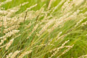 Bouteloua gracilis - 2 Ltr pot - image 3