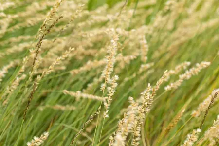 Bouteloua gracilis - P9 - image 1