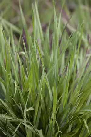 Briza media 'Limouzi' - 5 Ltr pot