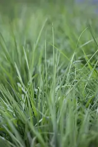 Briza media 'Zitterzebra'