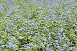 Brunnera macr. 'Alexander's Great' - 2 Ltr pot - image 4