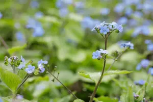Brunnera macr. 'Alexander's Great' - P9 - image 3