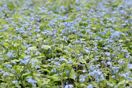 Brunnera macr. 'Alexander's Great' - 2 Ltr pot - image 1