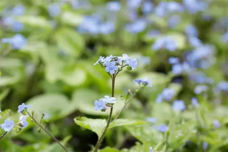 Brunnera macr. 'Alexander's Great' - 2 Ltr pot - image 2