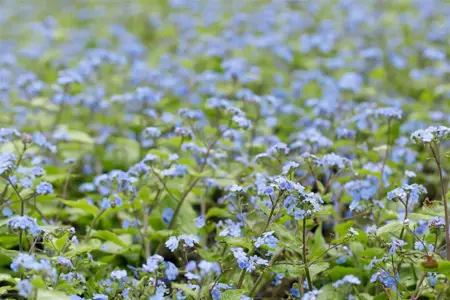 Brunnera macr. 'Alexander's Great' - 2 Ltr pot - image 5
