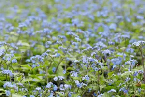 Brunnera macr. 'Alexander's Great' - 2 Ltr pot - image 5