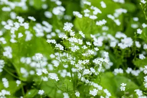 Brunnera macr. 'Betty Bowring'
