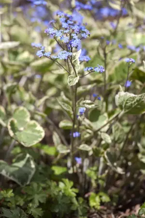 Brunnera macr. 'Hadspen Cream' - P9 - image 1