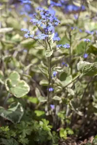 Brunnera macr. 'Hadspen Cream'