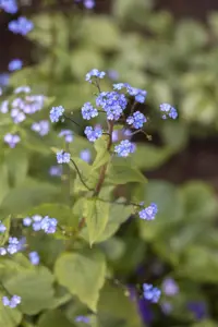 Brunnera macr. 'Hadspen Cream' - P9 - image 3