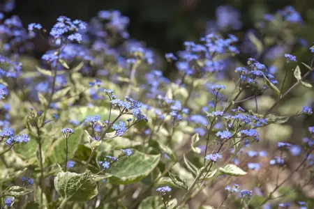 Brunnera macr. 'Hadspen Cream' - P9 - image 2