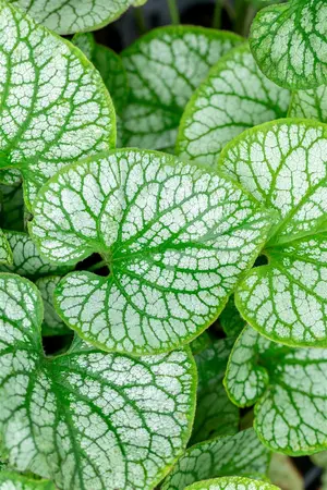Brunnera macr. 'Jack Frost'? - P11 - image 5