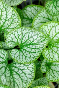 Brunnera macr. 'Jack Frost'? - P11 - image 5
