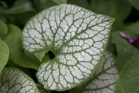 Brunnera macr. 'Jack Frost'? - 2 Ltr pot - image 1