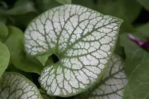 Brunnera macr. 'Jack Frost'?