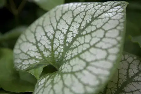 Brunnera macr. 'Jack Frost'? - 2 Ltr pot - image 2