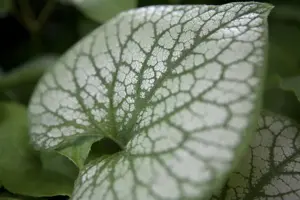 Brunnera macr. 'Jack Frost'? - 2 Ltr pot - image 2