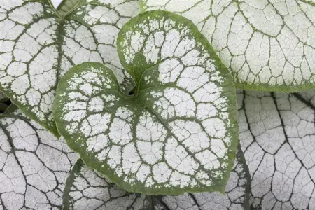 Brunnera macr. 'Jack Frost'? - 2 Ltr pot - image 4