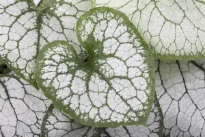 Brunnera macr. 'Jack Frost'? - 2 Ltr pot - image 4