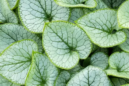 Brunnera macr. 'Jack Frost'? - 2 Ltr pot - image 5
