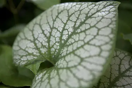 Brunnera macr. 'Jack Frost'? - P11 - image 2